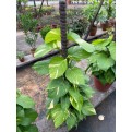 Epipremnum aureum (Money Plant) (1.0m to 1.2m height)