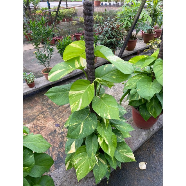 Epipremnum aureum (Money Plant) (1.0m to 1.2m height)