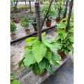 Epipremnum aureum (Money Plant) (1.0m to 1.2m height)