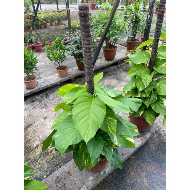 Epipremnum aureum (Money Plant) (1.0m to 1.2m height)