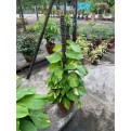 Epipremnum aureum (Money Plant) (1.0m to 1.2m height)