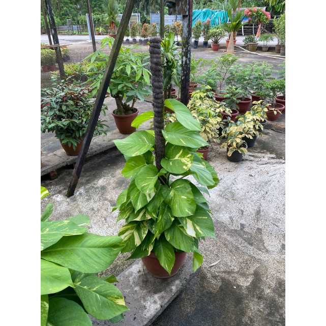 Epipremnum aureum (Money Plant) (1.0m to 1.2m height)