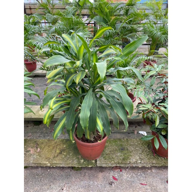Assorted Tall Indoor Potted Plants (0.5m to 1.0m height)