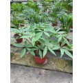 Assorted Tall Indoor Potted Plants (0.5m to 1.0m height)