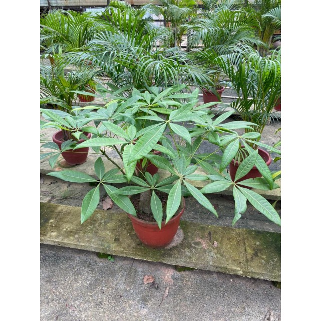 Assorted Tall Indoor Potted Plants (0.5m to 1.0m height)
