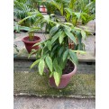 Assorted Tall Indoor Potted Plants (0.5m to 1.0m height)