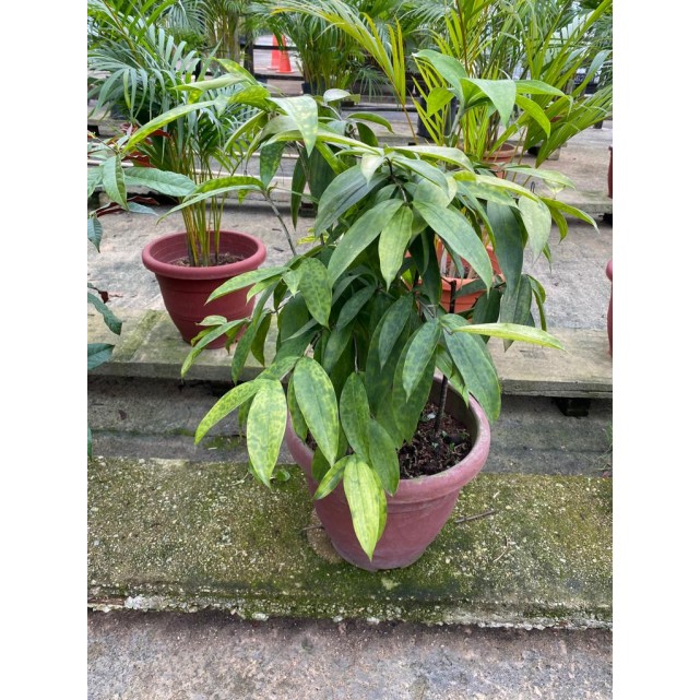 Assorted Tall Indoor Potted Plants (0.5m to 1.0m height)