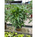 Assorted Tall Indoor Potted Plants (0.5m to 1.0m height)