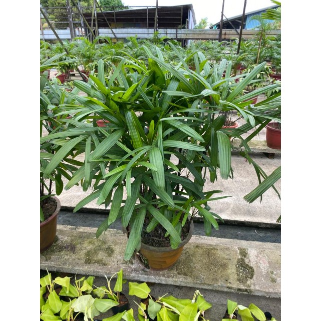 Assorted Tall Indoor Potted Plants (0.5m to 1.0m height)