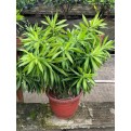 Assorted Tall Indoor Potted Plants (0.5m to 1.0m height)