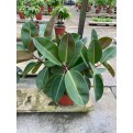 Assorted Tall Indoor Potted Plants (0.5m to 1.0m height)