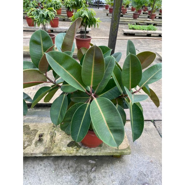 Assorted Tall Indoor Potted Plants (0.5m to 1.0m height)