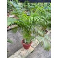 Assorted Tall Indoor Potted Plants (0.5m to 1.0m height)