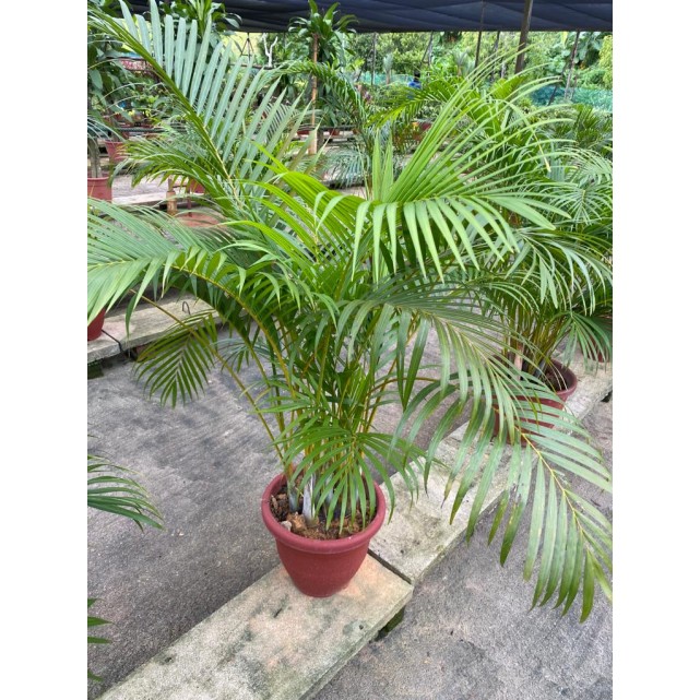 Assorted Tall Indoor Potted Plants (0.5m to 1.0m height)