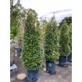 Syzygium myrtifolium / Eugenia oleina (1.7m to 1.8m height)