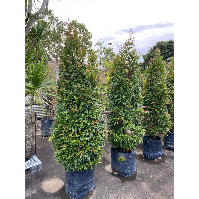 Syzygium myrtifolium / Eugenia oleina (1.7m to 1.8m height)