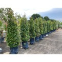 Syzygium myrtifolium / Eugenia oleina (1.7m to 1.8m height)