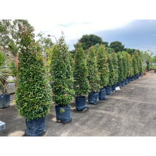 Syzygium myrtifolium / Eugenia oleina (1.7m to 1.8m height)