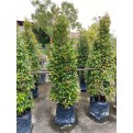 Syzygium myrtifolium / Eugenia oleina (1.7m to 1.8m height)