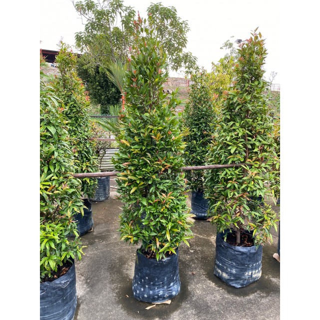 Syzygium myrtifolium / Eugenia oleina (1.7m to 1.8m height)