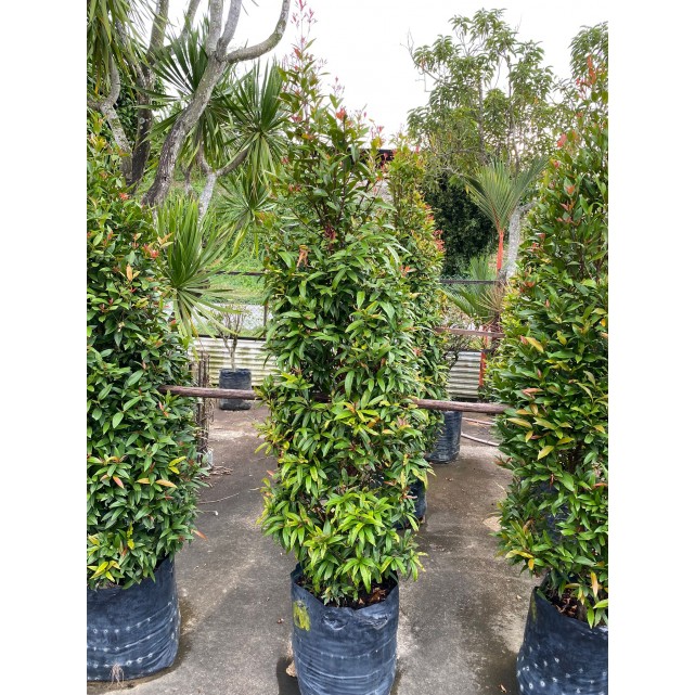 [Pre-Order] Syzygium myrtifolium / Eugenia oleina (1.7m to 1.8m height)