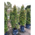 Syzygium myrtifolium / Eugenia oleina (1.7m to 1.8m height)