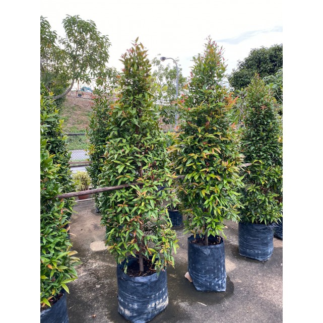 Syzygium myrtifolium / Eugenia oleina (1.7m to 1.8m height)