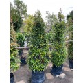 Syzygium myrtifolium / Eugenia oleina (1.7m to 1.8m height)