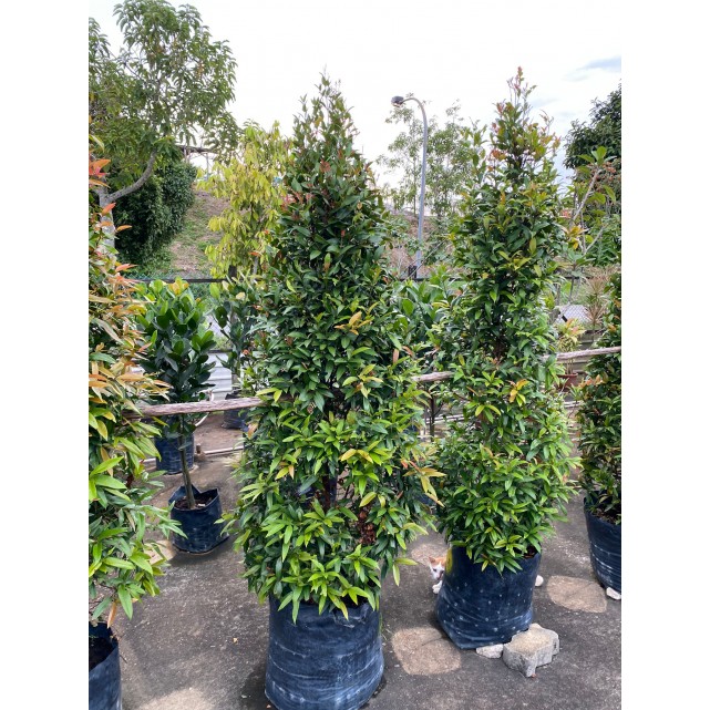 Syzygium myrtifolium / Eugenia oleina (1.7m to 1.8m height)