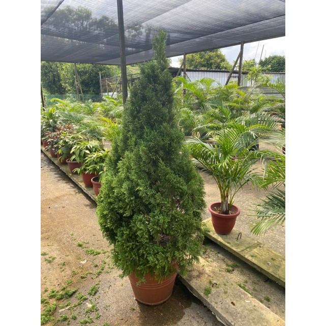 [Pre-Order] Juniperus chinensis (1.5m to 1.6m height)
