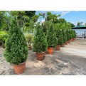 [Pre-Order] Juniperus chinensis (1.5m to 1.6m height)