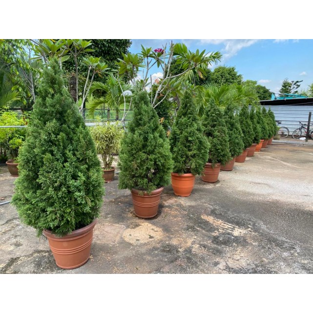 [Pre-Order] Juniperus chinensis (1.5m to 1.6m height)