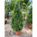[Pre-Order] Juniperus chinensis (1.5m to 1.6m height)