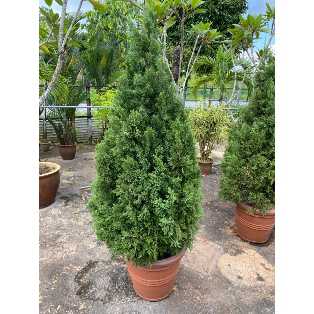 [Pre-Order] Juniperus chinensis (1.5m to 1.6m height)