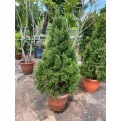 [Pre-Order] Juniperus chinensis (1.5m to 1.6m height)