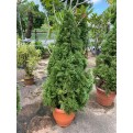 [Pre-Order] Juniperus chinensis (1.5m to 1.6m height)