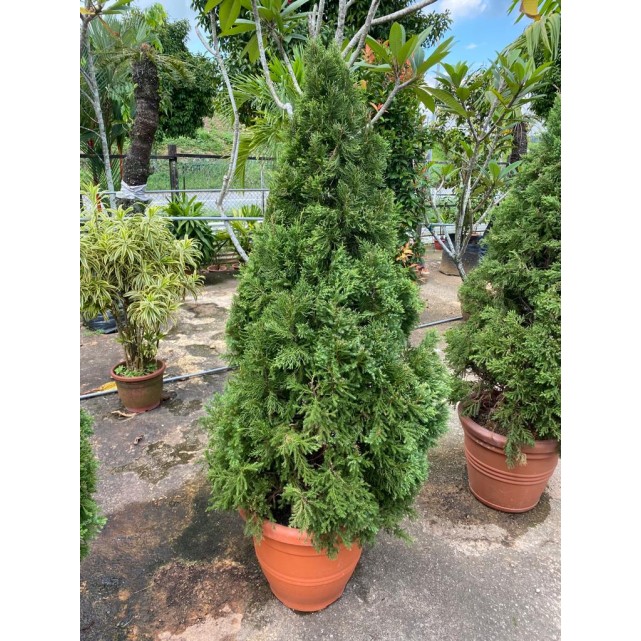 [Pre-Order] Juniperus chinensis (1.5m to 1.6m height)