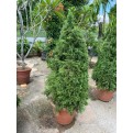 [Pre-Order] Juniperus chinensis (1.5m to 1.6m height)