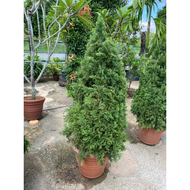 [Pre-Order] Juniperus chinensis (1.5m to 1.6m height)