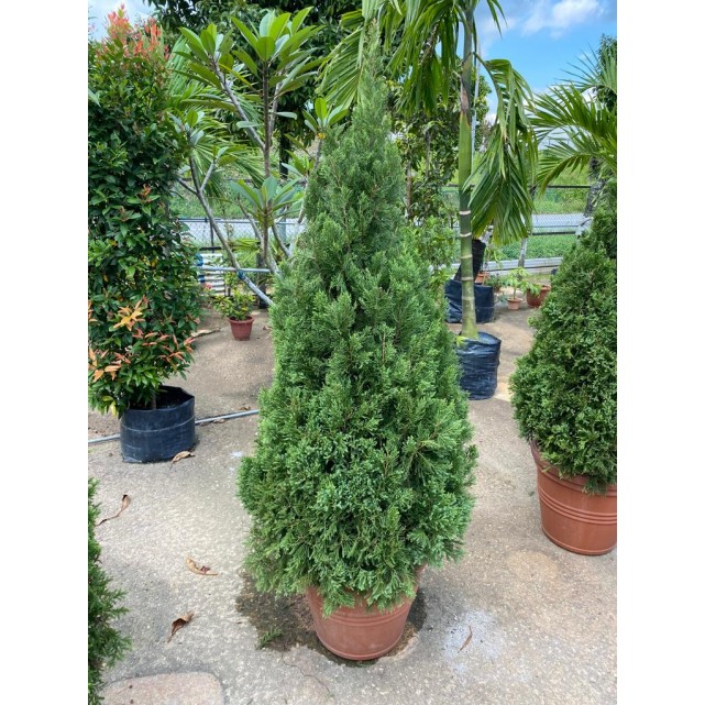 [Pre-Order] Juniperus chinensis (1.5m to 1.6m height)