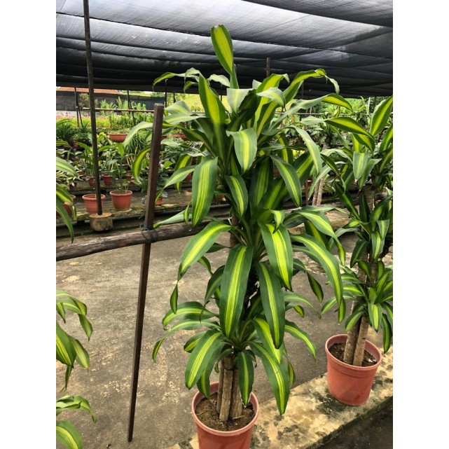 Dracaena fragrans 'Massangeana' (1.2m to 1.5m height)
