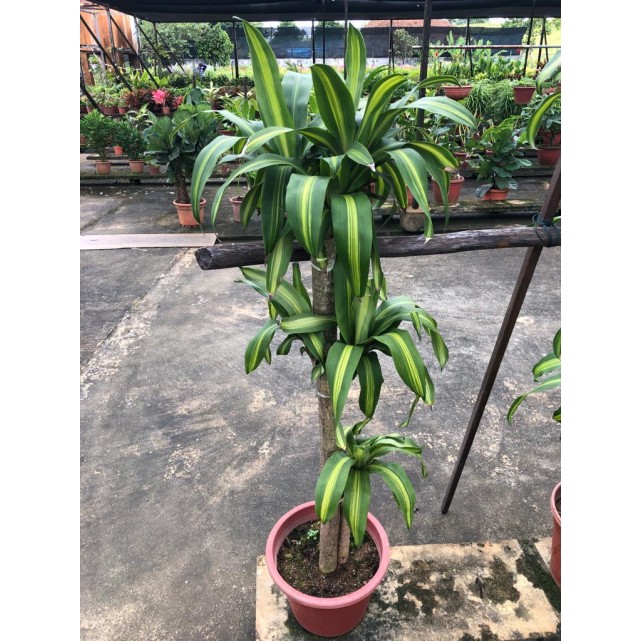 Dracaena fragrans 'Massangeana' (1.2m to 1.5m height)