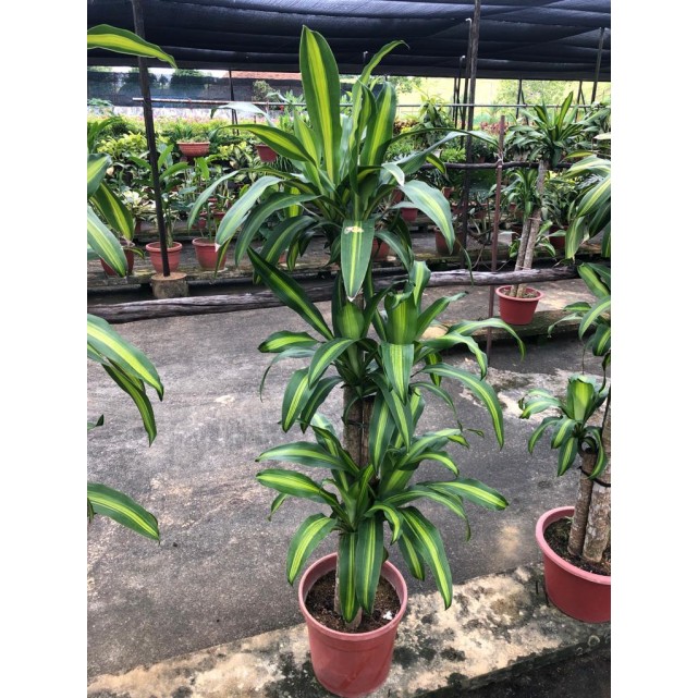 Dracaena fragrans 'Massangeana' (1.2m to 1.5m height)