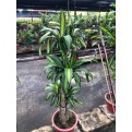Dracaena fragrans 'Massangeana' (1.2m to 1.5m height)