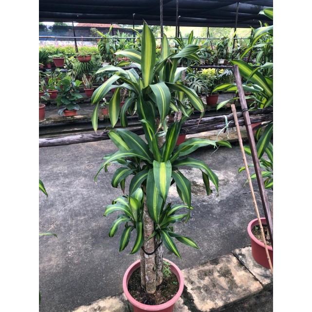 Dracaena fragrans 'Massangeana' (1.2m to 1.5m height)