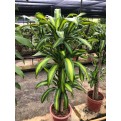 Dracaena fragrans 'Massangeana' (1.2m to 1.5m height)