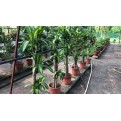 Dracaena fragrans 'Massangeana' (1.2m to 1.5m height)