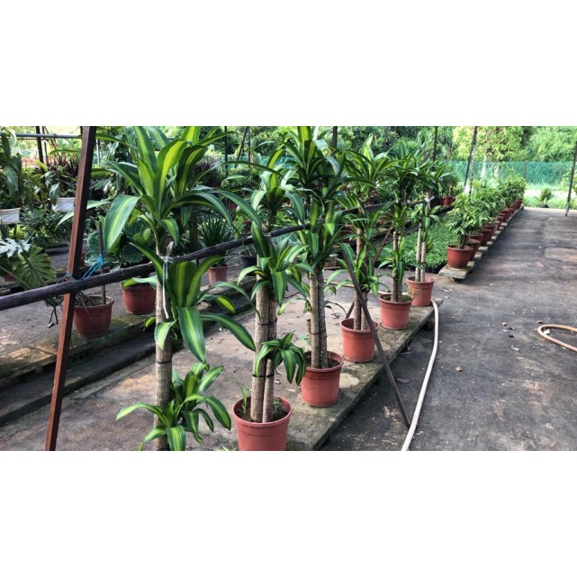 Dracaena fragrans 'Massangeana' (1.2m to 1.5m height)