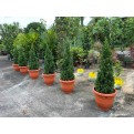 Juniperus chinensis (Chinese Juniper) (1.2m to 1.5 height)