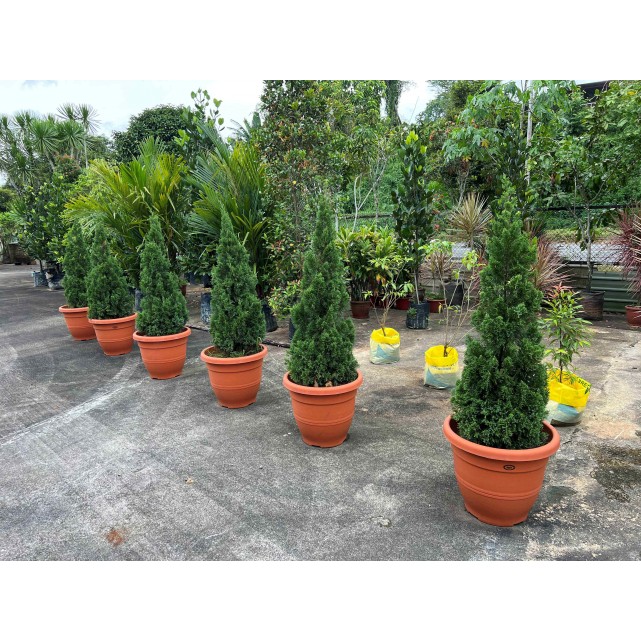 Juniperus chinensis (Chinese Juniper) (1.2m to 1.5 height)